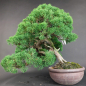 Preview: Bonsai - Wacholder, Juniperus Chinensis Kishu, Japan